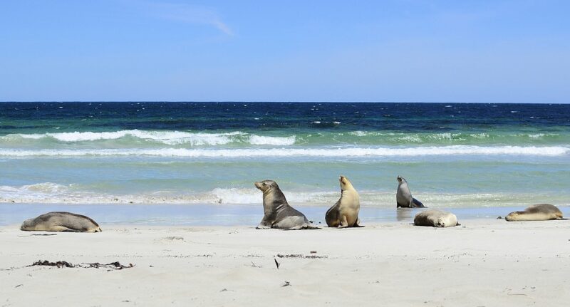 Travelspot: Kangaroo Island