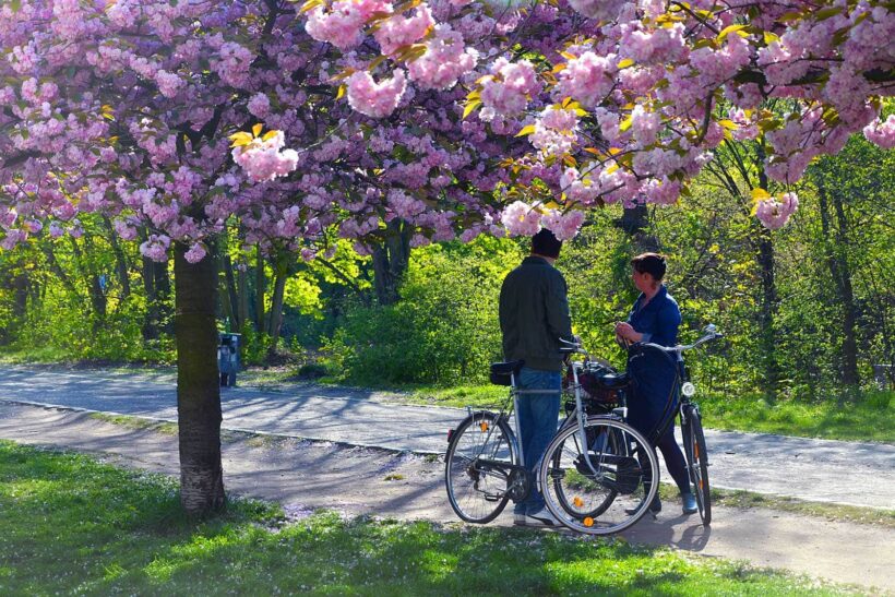 Doen in Berlijn: bekijk in de lente zeker de prachtige Sakurabloesem