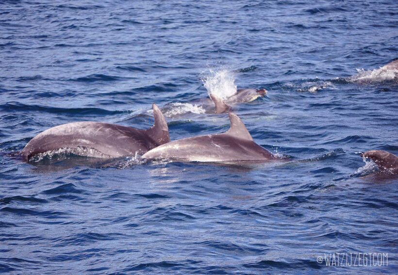 Op jacht naar dolfijnen in Bay of Islands met de Dolphin Seeker